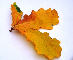 Naklejka na ściany i meble Twig of oak with autumn yellow leaves on a white background.