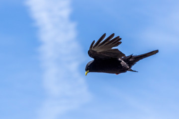 Alpine chough (Pyrrhocorax graculus) in dolomiti (alps mountains).  yellow-billed chough (Pyrrhocorax graculus), is a bird in the crow family, one of only two species in the genus Pyrrhocorax. Its two