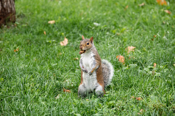 Standing squirrel with nut 2