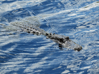Fototapeta premium Alligator Pływa na bagnach I-75, znanych jako Alligator Alley Florida
