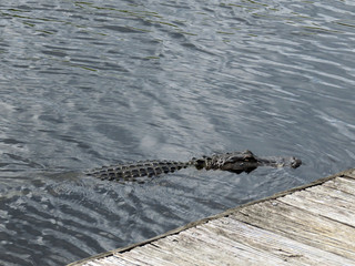 Alligator Swimming the swamp of I-75 known as Alligator Alley Florida