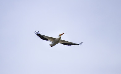 pelican in flight