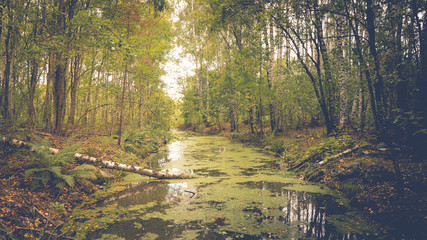 Small stream at the middle of the forest.