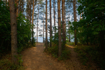 path in a pine forest with a view of a wide river from a height