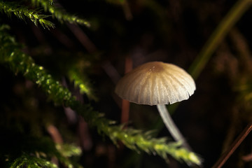 fungus