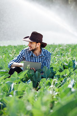 farmer man agronomist sun worker check digital tablet computer plantation technology hat sprinkler system water