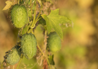 Melano - Antillian cucumber