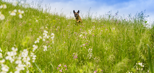 dog in meadow