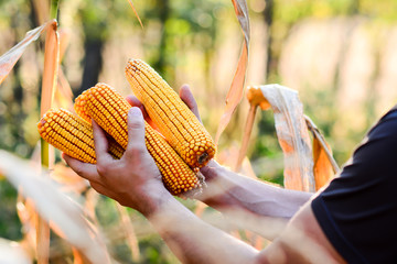 Organic corn on a small organic farm harvested during sunset. Big aperture. Men's hands hold corn....