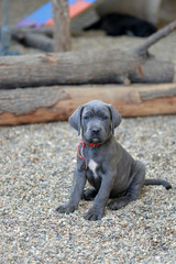 Portrait of sweet silver grey Italian mastiff puppy with beautiful blue eyes