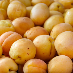 organic fruits apricots on the farm market. Ripe juicy apricots as background