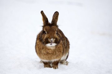 Rabbit in wintertime