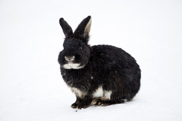 Rabbit in wintertime