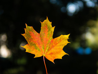 autumn  background with bright yellow and red single  leaf in center of dark background