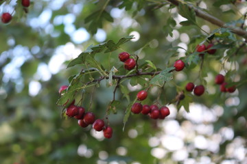  Berries of hawthorn ripened on bush