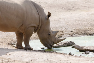 Naklejka premium Nashorn