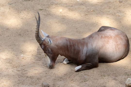 Blessbock