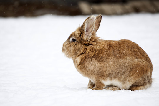 Rabbit in wintertime