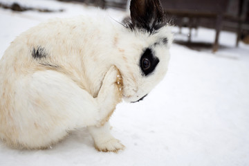 Rabbit in wintertime