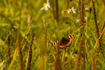 Fototapeta na wymiar beautiful butterflies gather nectar from flowers in the autumn afternoon