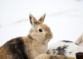 Rabbit in wintertime