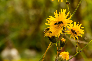 wasps pollinate wild flowers on a warm autumn day