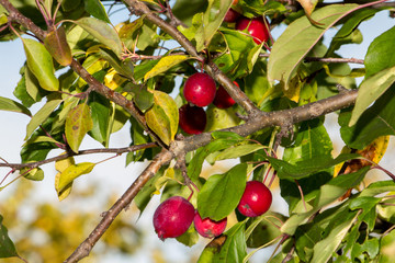 small red apples on a tree