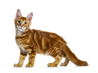 Obraz premium Handsome red Maine Coon cat kitten standing / walking side ways looking straight in lens, isolated on white background