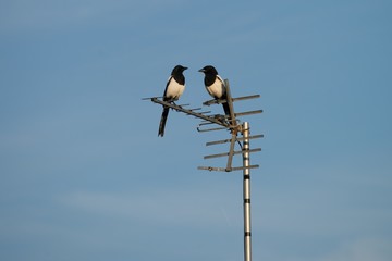 Two magpies sitting on the tv antenna