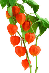 Fototapeta premium branch of physalis with leaves isolated on white background