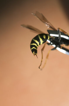 dangerous insect, a wasp is removed with sharp poisonous sting to pull it out with tweezers from the skin of a person