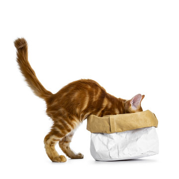 Handsome funny red Maine Coon cat kitten climbing in /disappear / looking / searching for something in a paper bag, isolated on white background with tail fierce in air