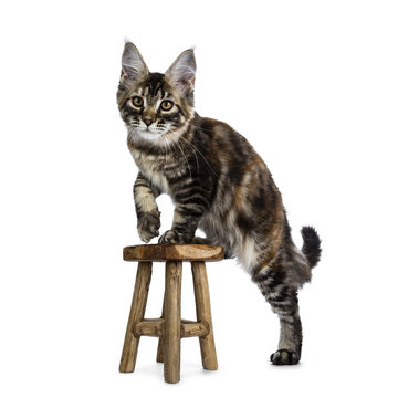 Cute black tabby tortie Maine Coon cat kitten stepping on little wooden stool, looking straight in camera isolated on white background with on paw lifted