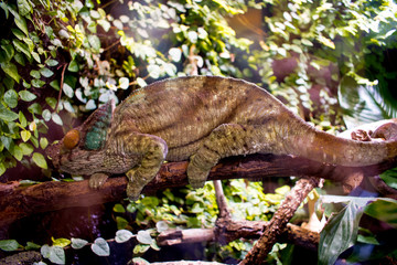 chamäleon, reptil, braun
