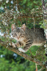 Cute cat is lying on the tree ,Little kitten on a branch ,Cute pets have three colors on a natural green background ,The eyes of mammals are looking.
