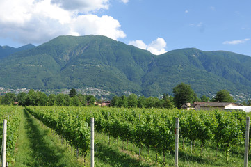 South Switzerland: Wine yards in the Maggia River Delta near Ascona and Locarno City