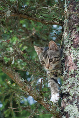 Cute cat is lying on the tree ,Little kitten on a branch ,Cute pets have three colors on a natural green background ,The eyes of mammals are looking.