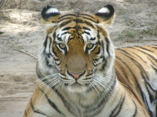 Fototapeta premium OLYMPUS DIGITAL CAMERA