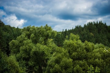 summer rural landscape
