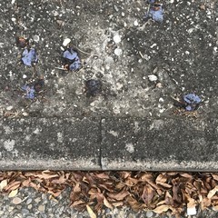 Prunes pourries sur le trottoir en septembre 2018 près de Lyon