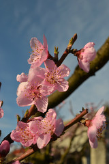 peach flowers on a branch against a blue sky 