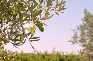 Olive tree with green olives close-up.