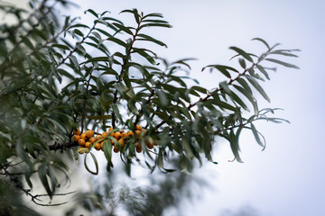 Branch of ripe sea-buckthorn in autumn foggy day with lush greenery about bright orange berries