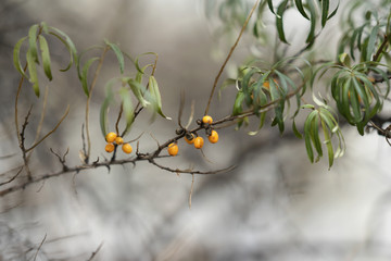 Branch of ripe sea-buckthorn berries in the autumn foggy day with bright orange berries and dry