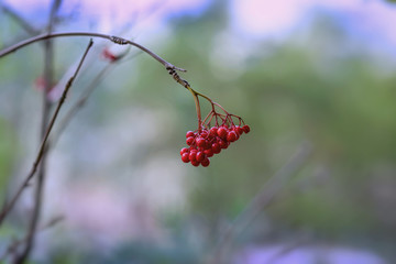 Branch of the ripe red elderberry on a blurred green background of foliage