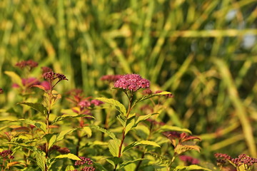 Blooming Spiraea japonica 