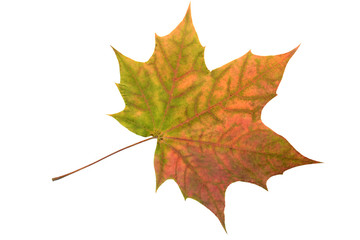 Obraz premium Autumn maple leaf