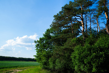 Obraz premium close up on forest and the field - natural light