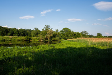 field with tree and the reflection in river - natural light