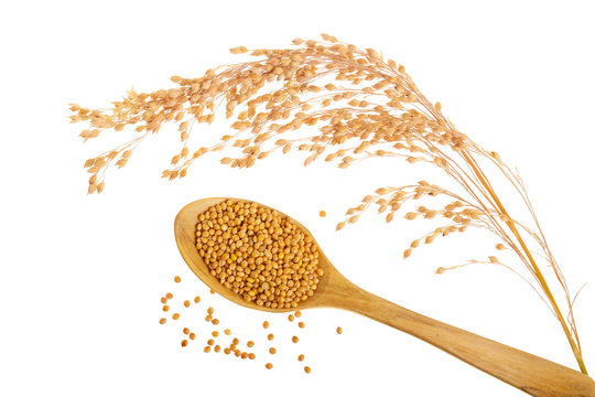 Spikes of millet and grain in wooden spoon isolated on white background